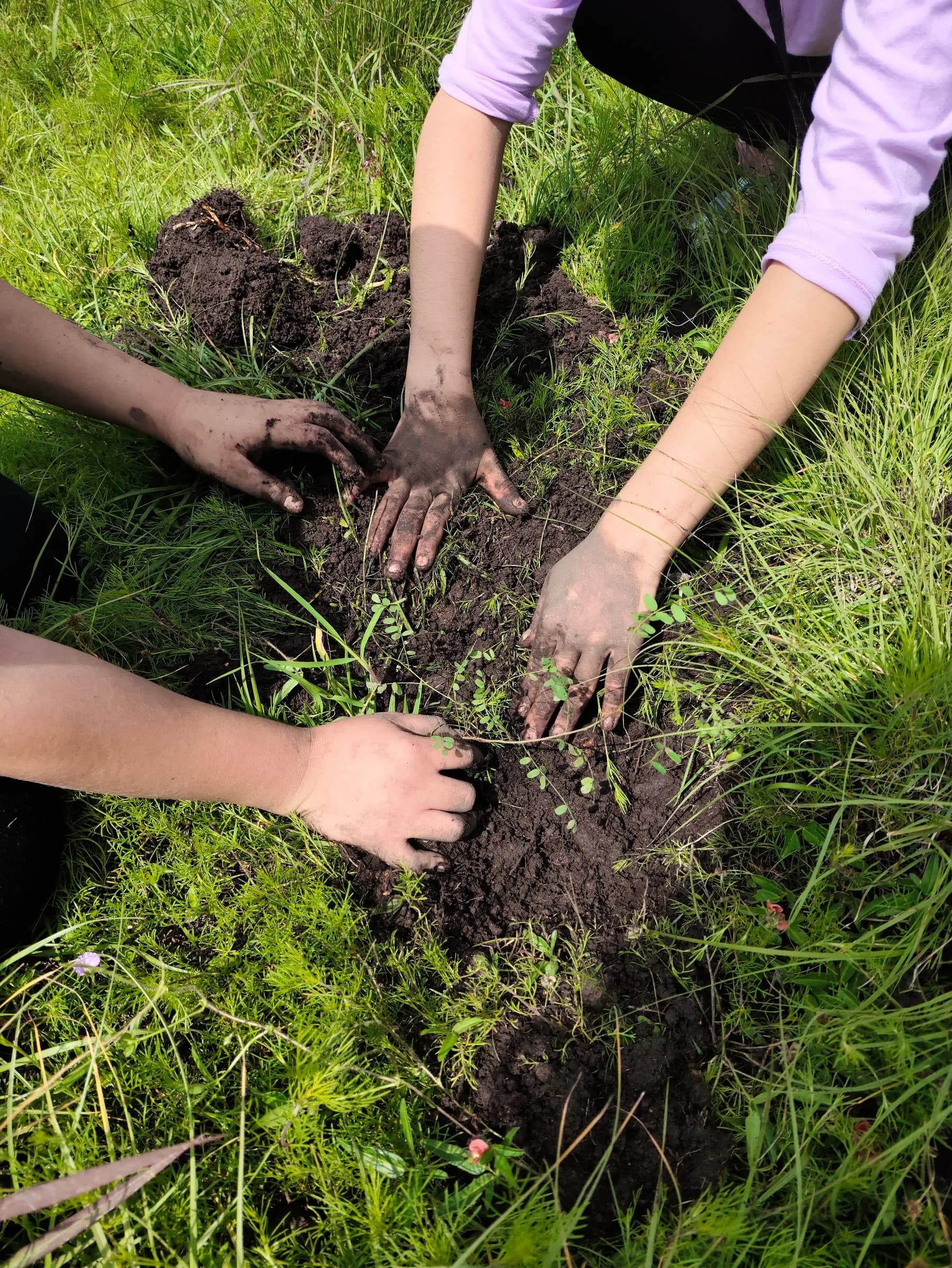 A group of hands planting seedlings in fresh soil