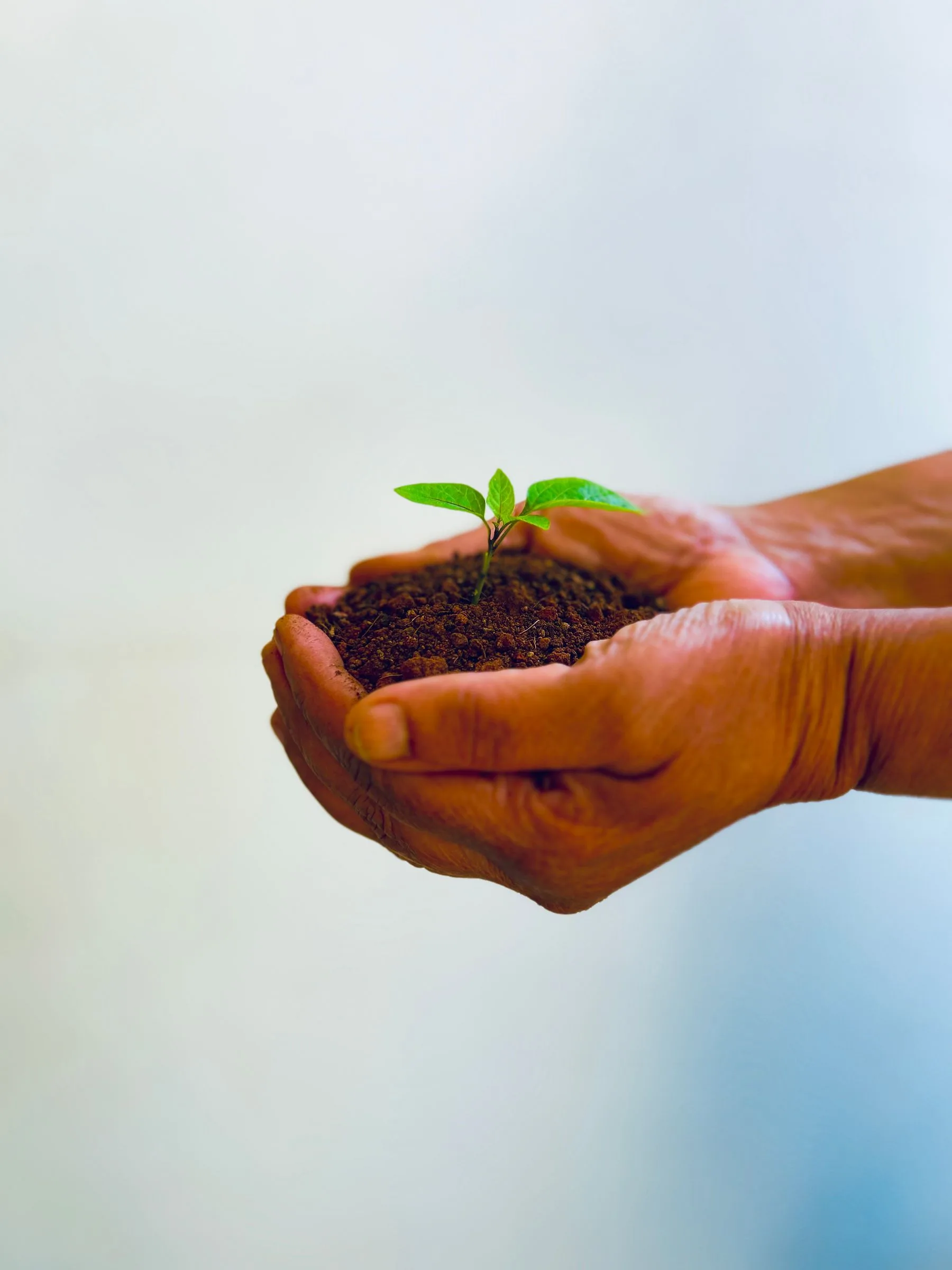 Hands holding rich soil with a young green seedling